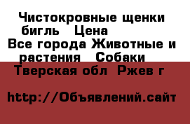 Чистокровные щенки бигль › Цена ­ 15 000 - Все города Животные и растения » Собаки   . Тверская обл.,Ржев г.